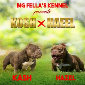 online webinar zoom flyer-psd free graphics